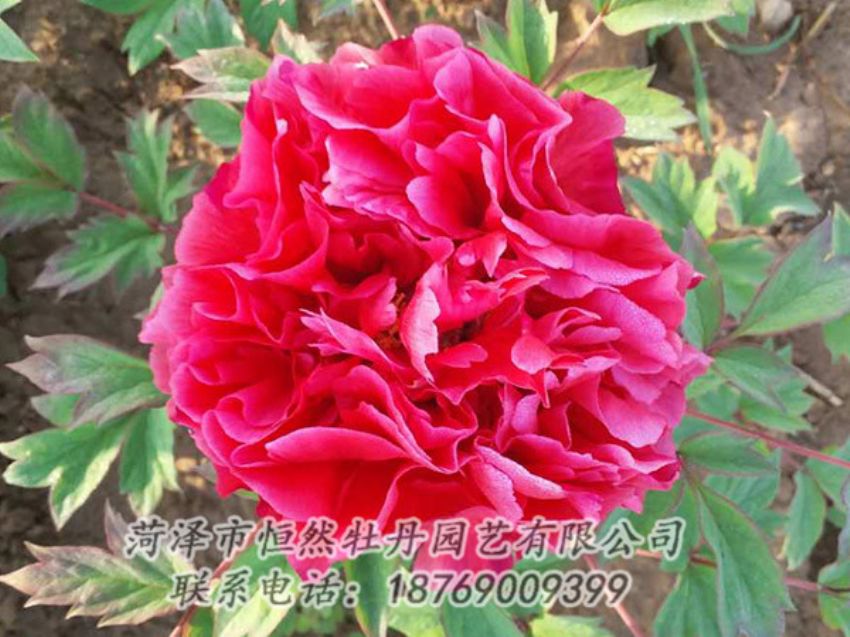 點(diǎn)擊查看詳細(xì)信息<br>標(biāo)題：紅色牡丹 閱讀次數(shù)：1951