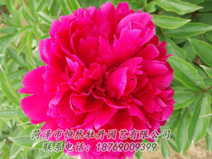 點擊查看詳細信息<br>標題：紅色芍藥 閱讀次數(shù)：1032