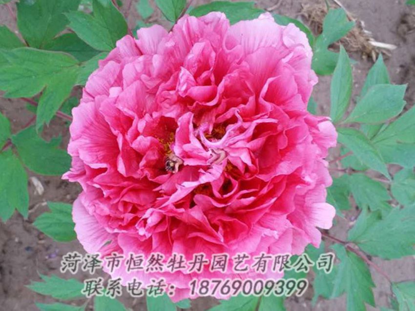 點(diǎn)擊查看詳細(xì)信息<br>標(biāo)題：紅色牡丹 閱讀次數(shù)：2022