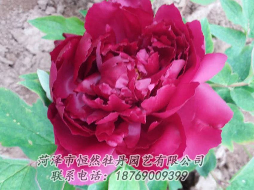 點(diǎn)擊查看詳細(xì)信息<br>標(biāo)題：紅色牡丹 閱讀次數(shù)：1348