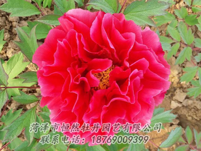 點(diǎn)擊查看詳細(xì)信息<br>標(biāo)題：紅色牡丹 閱讀次數(shù)：1184