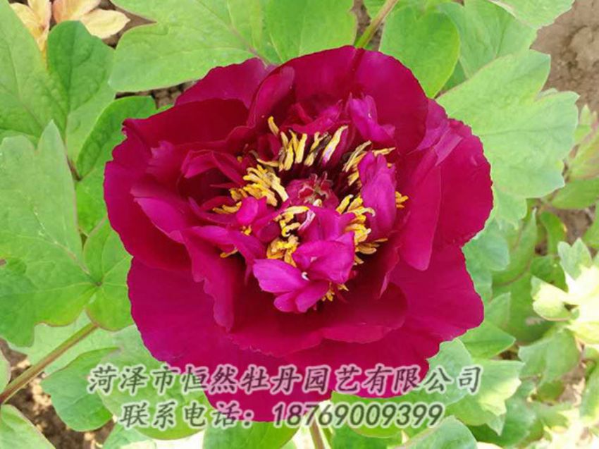 點(diǎn)擊查看詳細(xì)信息<br>標(biāo)題：紅色牡丹 閱讀次數(shù)：1922