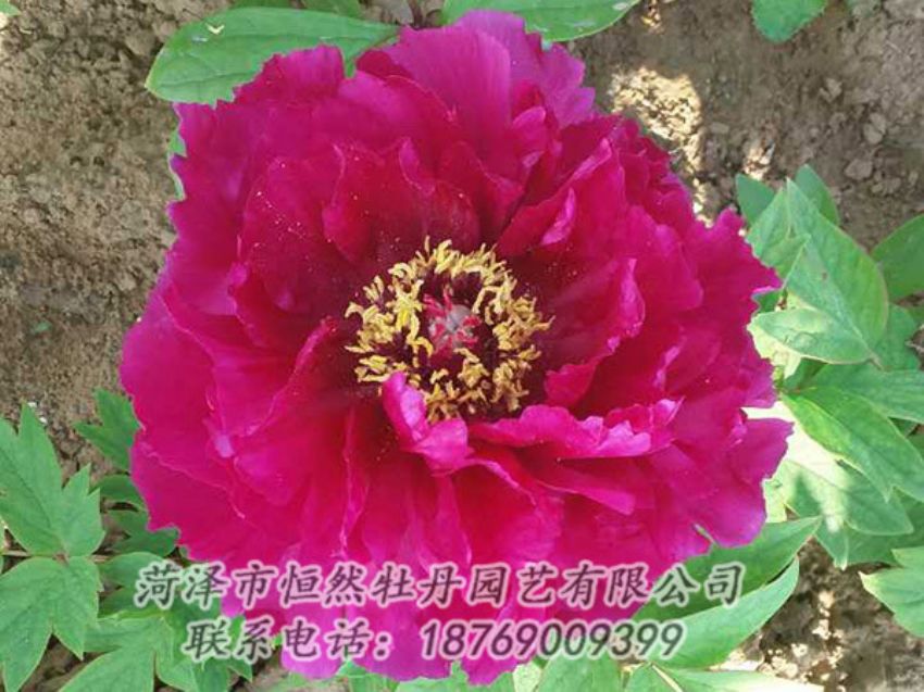 點(diǎn)擊查看詳細(xì)信息<br>標(biāo)題：紅色牡丹 閱讀次數(shù)：1298
