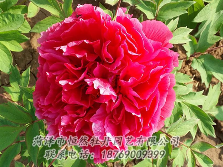 點(diǎn)擊查看詳細(xì)信息<br>標(biāo)題：紅色牡丹 閱讀次數(shù)：1294