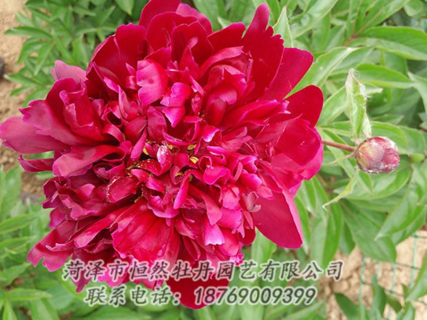 點擊查看詳細信息<br>標題：紅色芍藥 閱讀次數(shù)：1069