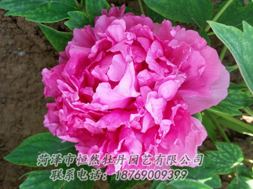 點(diǎn)擊查看詳細(xì)信息<br>標(biāo)題：紅色牡丹 閱讀次數(shù)：2139