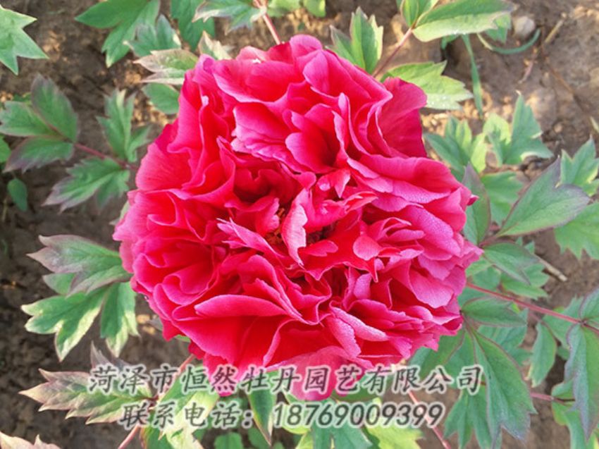 點(diǎn)擊查看詳細(xì)信息<br>標(biāo)題：紅色牡丹 閱讀次數(shù)：1291