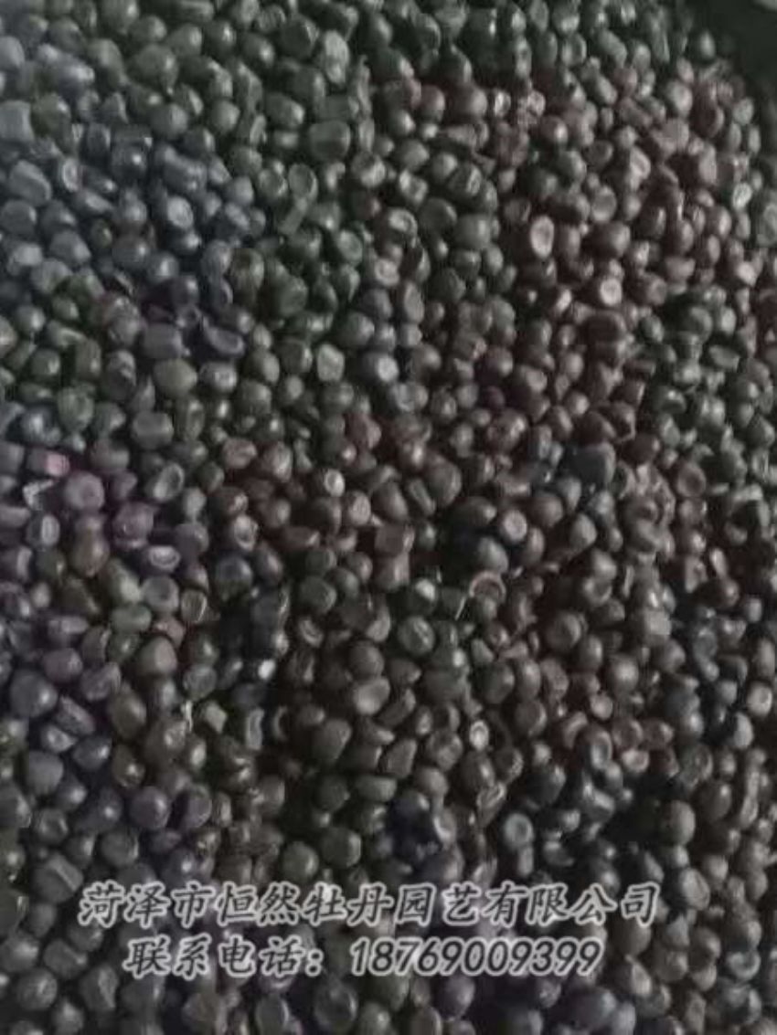 點(diǎn)擊查看詳細(xì)信息<br>標(biāo)題：油用牡丹 閱讀次數(shù)：1227