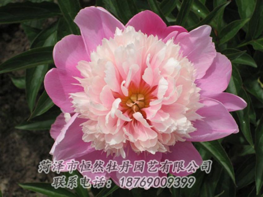 點(diǎn)擊查看詳細(xì)信息<br>標(biāo)題：蓮花臺(tái) 閱讀次數(shù)：2083