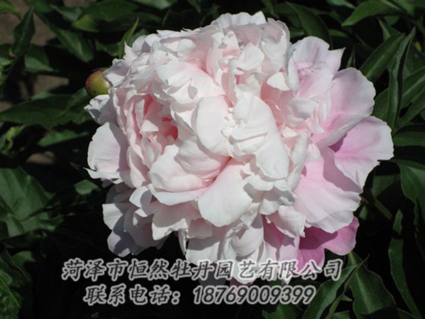 點擊查看詳細信息<br>標題：粉玉樓 閱讀次數(shù)：1214