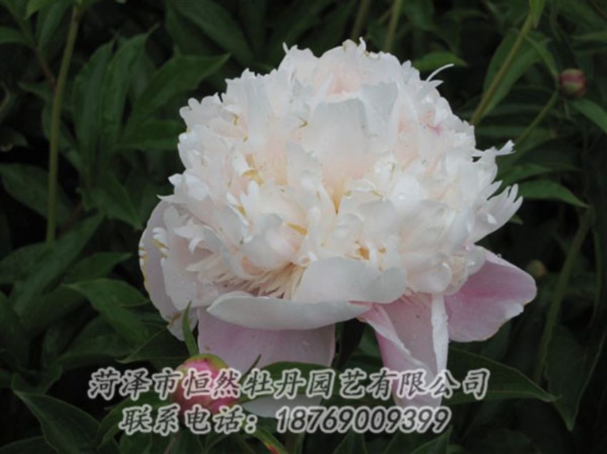 點擊查看詳細信息<br>標題：粉池滴翠 閱讀次數(shù)：1262