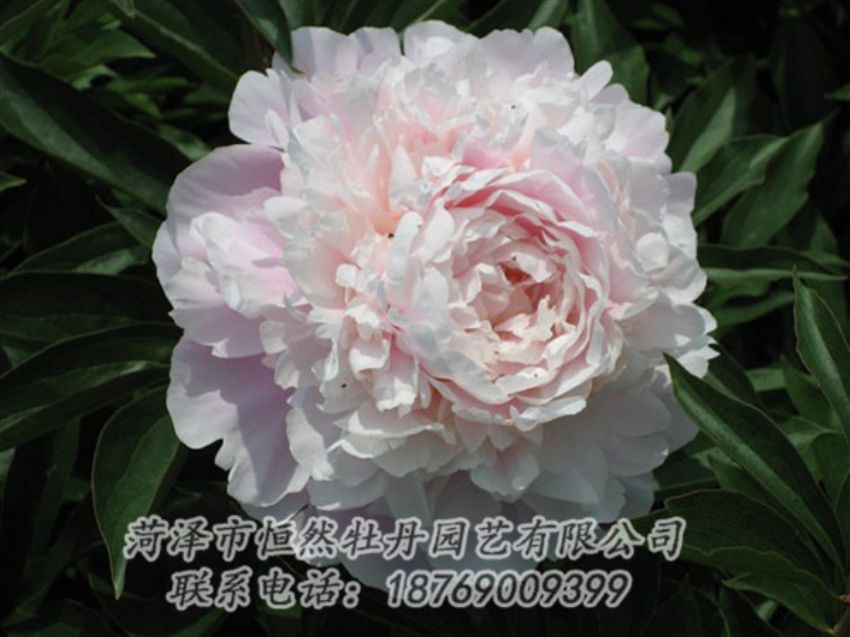 點擊查看詳細信息<br>標題：遲粉 閱讀次數(shù)：1249