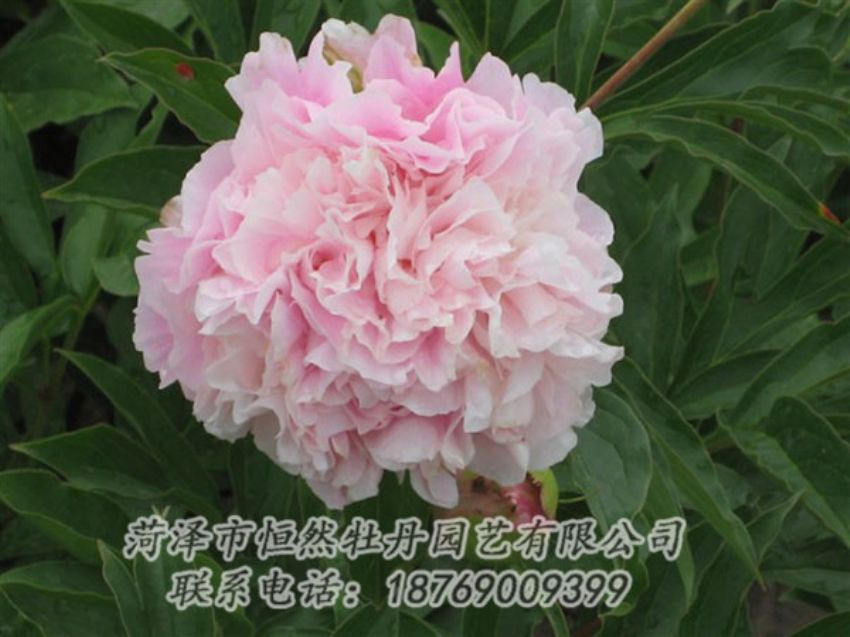 點擊查看詳細信息<br>標題：粉面桃花 閱讀次數(shù)：1317