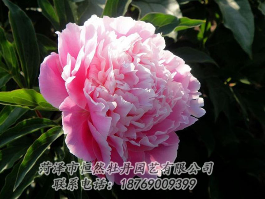 點(diǎn)擊查看詳細(xì)信息<br>標(biāo)題：粉色芍藥 閱讀次數(shù)：2102