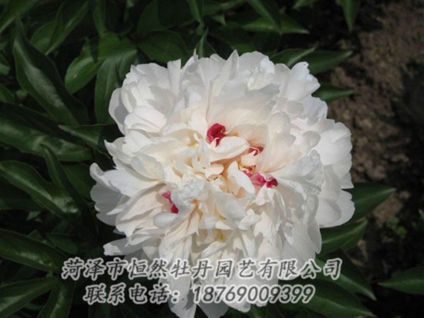 點擊查看詳細信息<br>標題：雪原紅星 閱讀次數(shù)：1461