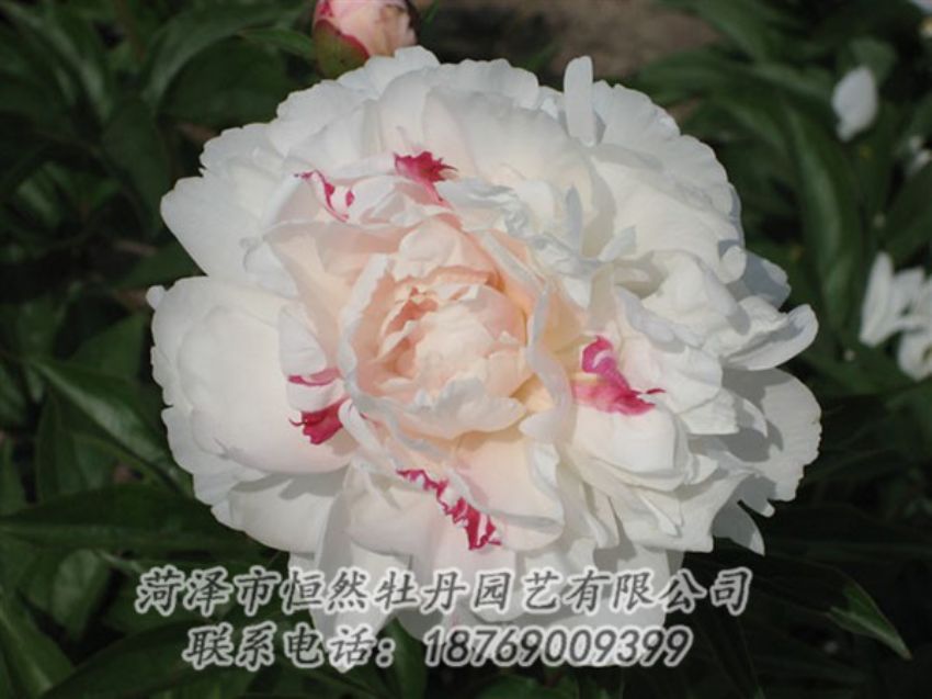點擊查看詳細信息<br>標題：五花龍玉 閱讀次數(shù)：1225