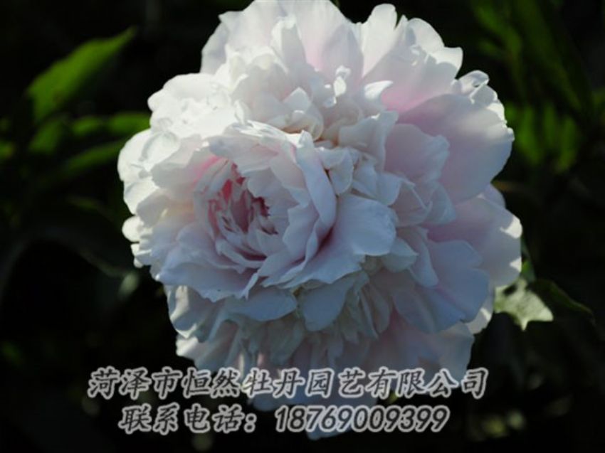 點擊查看詳細信息<br>標題：粉色芍藥 閱讀次數(shù)：1171