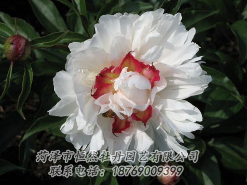 點(diǎn)擊查看詳細(xì)信息<br>標(biāo)題：無(wú)花龍玉 閱讀次數(shù)：2094