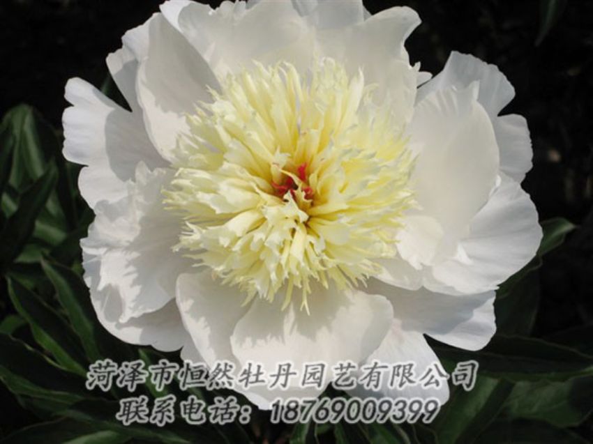 點擊查看詳細信息<br>標題：金簪刺玉 閱讀次數(shù)：1261