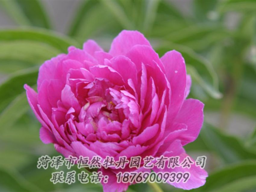點擊查看詳細信息<br>標題：紅茶花 閱讀次數(shù)：1040