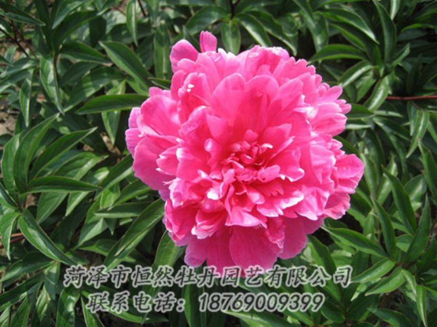 點擊查看詳細信息<br>標題：富貴紅 閱讀次數(shù)：1009