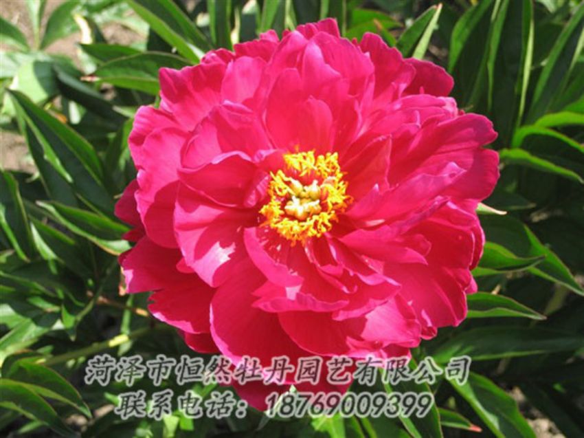 點擊查看詳細信息<br>標題：大紅赤金 閱讀次數(shù)：1092