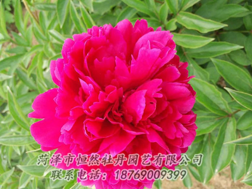 點擊查看詳細信息<br>標題：紅色芍藥 閱讀次數(shù)：1033