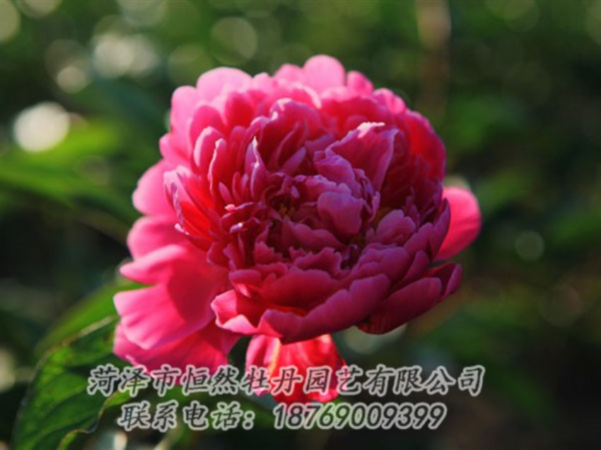 點擊查看詳細信息<br>標題：大紅赤金 閱讀次數(shù)：1067