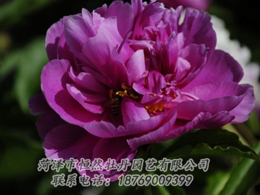點擊查看詳細信息<br>標(biāo)題：紫凌 閱讀次數(shù)：1173