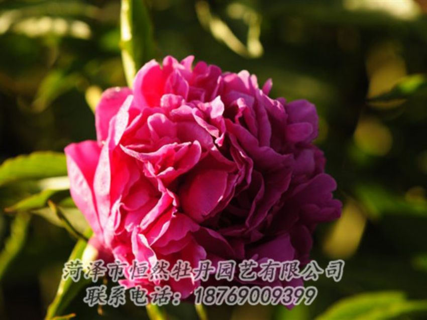 點擊查看詳細信息<br>標(biāo)題：紫鳳朝陽 閱讀次數(shù)：1244