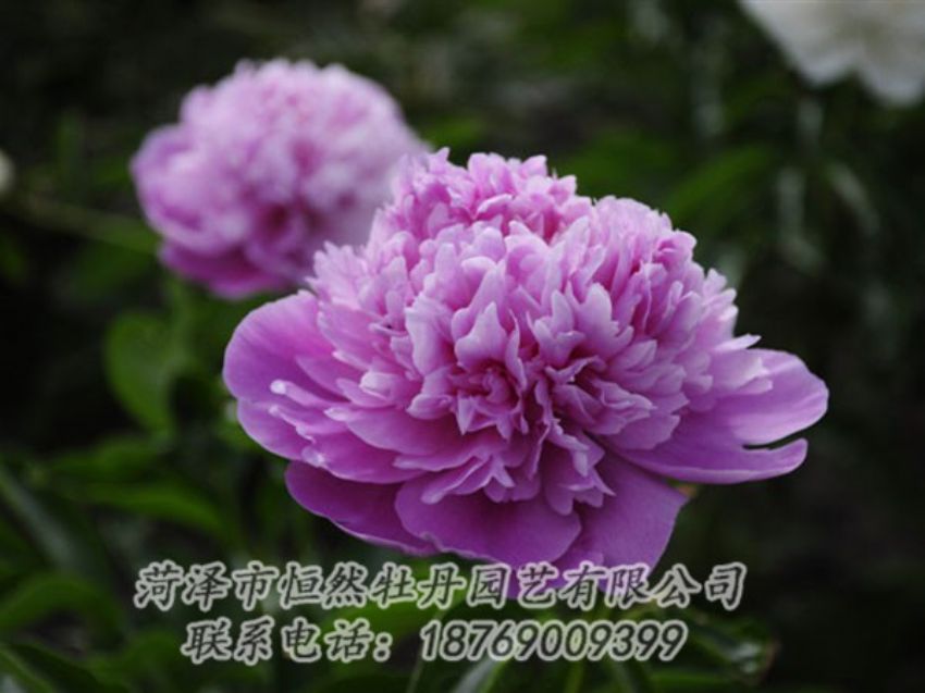 點(diǎn)擊查看詳細(xì)信息<br>標(biāo)題：紫色芍藥 閱讀次數(shù)：2102
