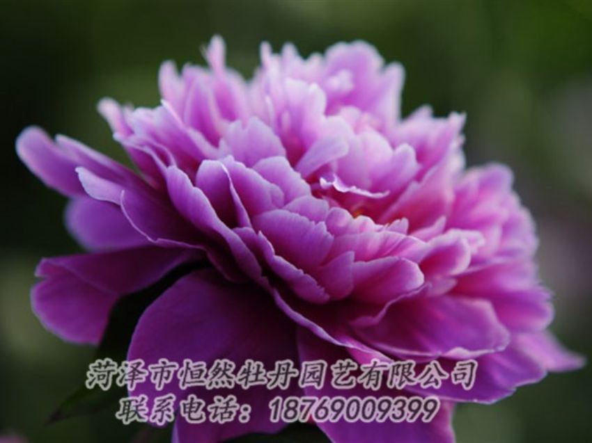 點(diǎn)擊查看詳細(xì)信息<br>標(biāo)題：紫色芍藥 閱讀次數(shù)：2113