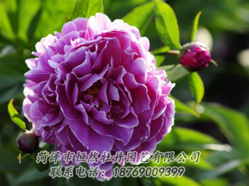 點擊查看詳細信息<br>標(biāo)題：紫色芍藥 閱讀次數(shù)：1268