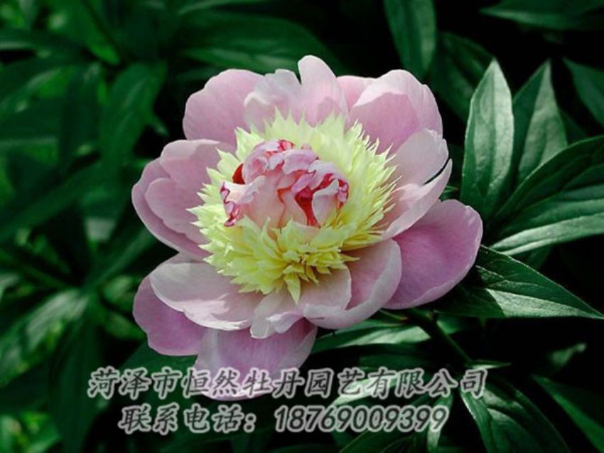 點擊查看詳細信息<br>標題：復色芍藥 閱讀次數(shù)：1205