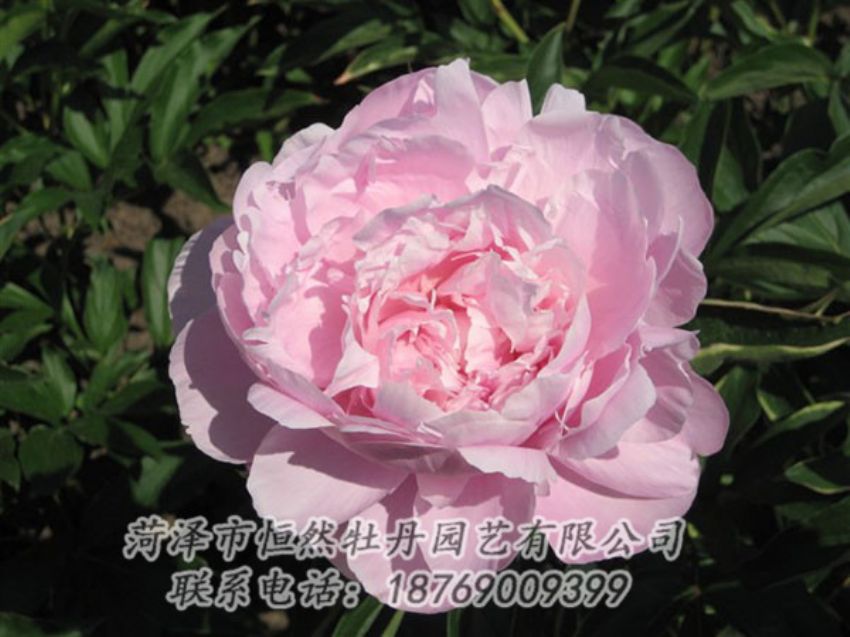 點(diǎn)擊查看詳細(xì)信息<br>標(biāo)題：藍(lán)田碧玉 閱讀次數(shù)：2318