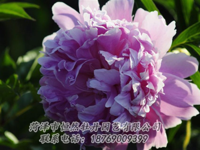 點擊查看詳細信息<br>標(biāo)題：藍菊 閱讀次數(shù)：1240