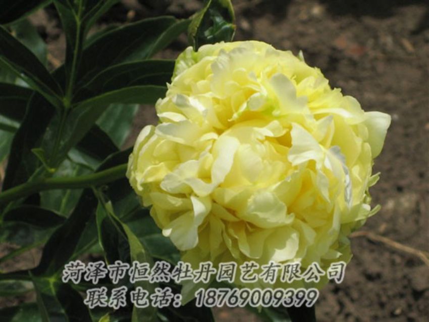 點(diǎn)擊查看詳細(xì)信息<br>標(biāo)題：黃色芍藥 閱讀次數(shù)：2016