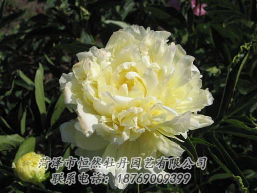 點(diǎn)擊查看詳細(xì)信息<br>標(biāo)題：黃金輪 閱讀次數(shù)：1206