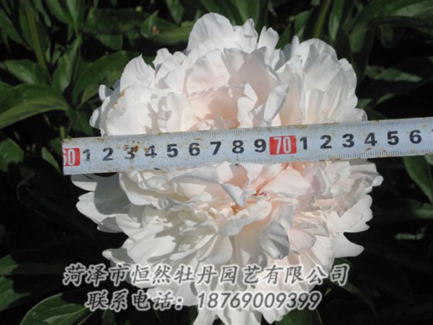 點擊查看詳細信息<br>標題：雪峰 閱讀次數：1136