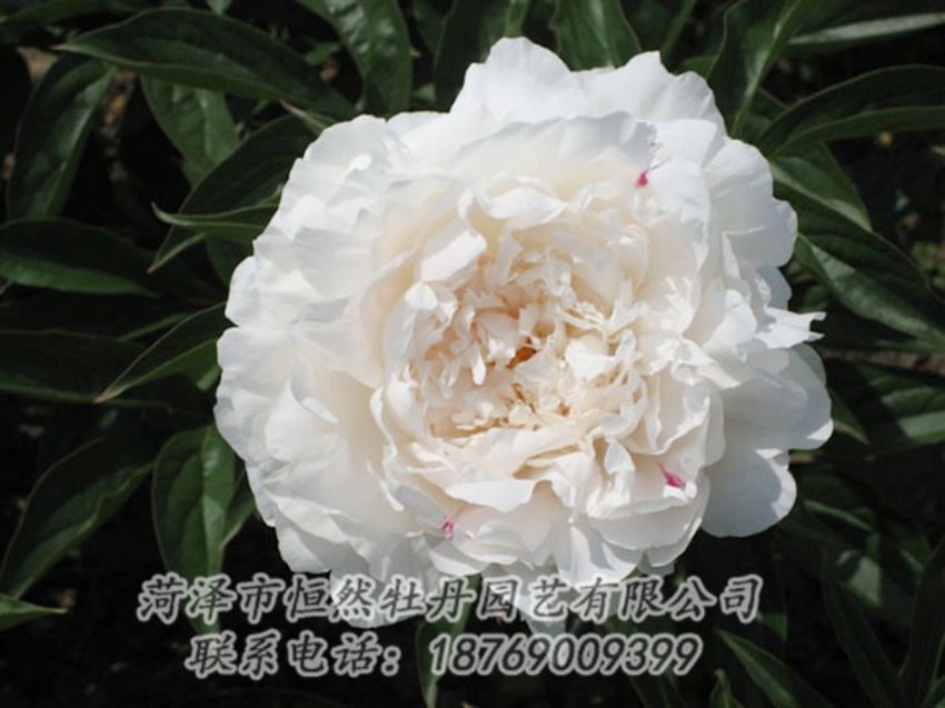 點(diǎn)擊查看詳細(xì)信息<br>標(biāo)題：娃娃面 閱讀次數(shù)：1927