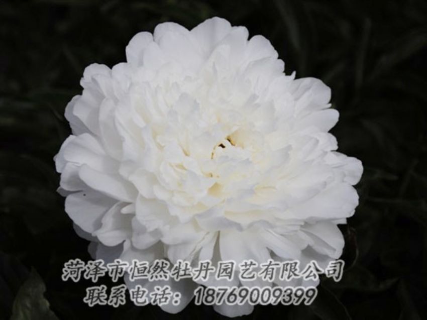 點擊查看詳細信息<br>標題：沙金冠頂 閱讀次數：1208