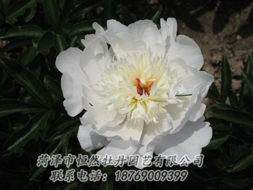 點擊查看詳細信息<br>標題：凌花晨浴 閱讀次數：1242