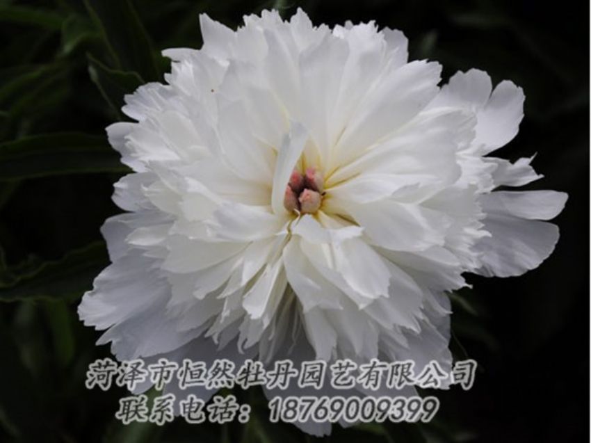 點擊查看詳細信息<br>標題：玲瓏玉 閱讀次數：1179