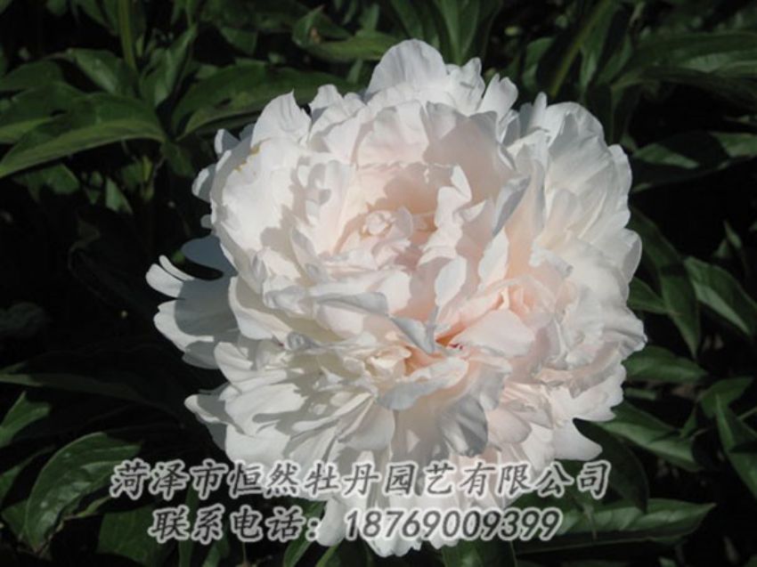 點(diǎn)擊查看詳細(xì)信息<br>標(biāo)題：白玉樓 閱讀次數(shù)：2186