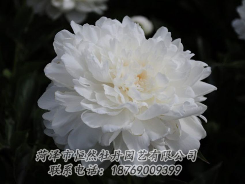 點擊查看詳細信息<br>標題：白色 閱讀次數：1217