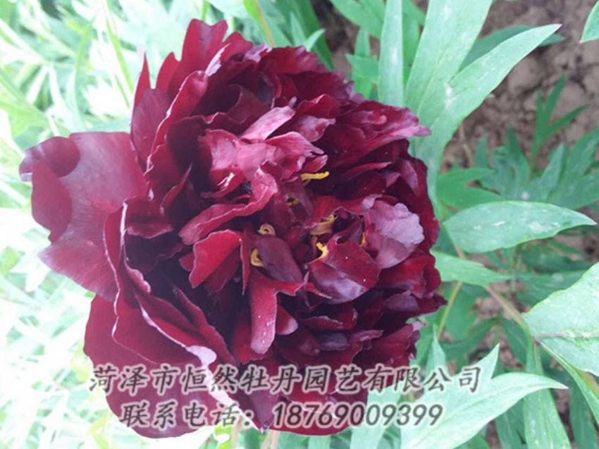 點擊查看詳細信息<br>標(biāo)題：黑色牡丹 閱讀次數(shù)：1231