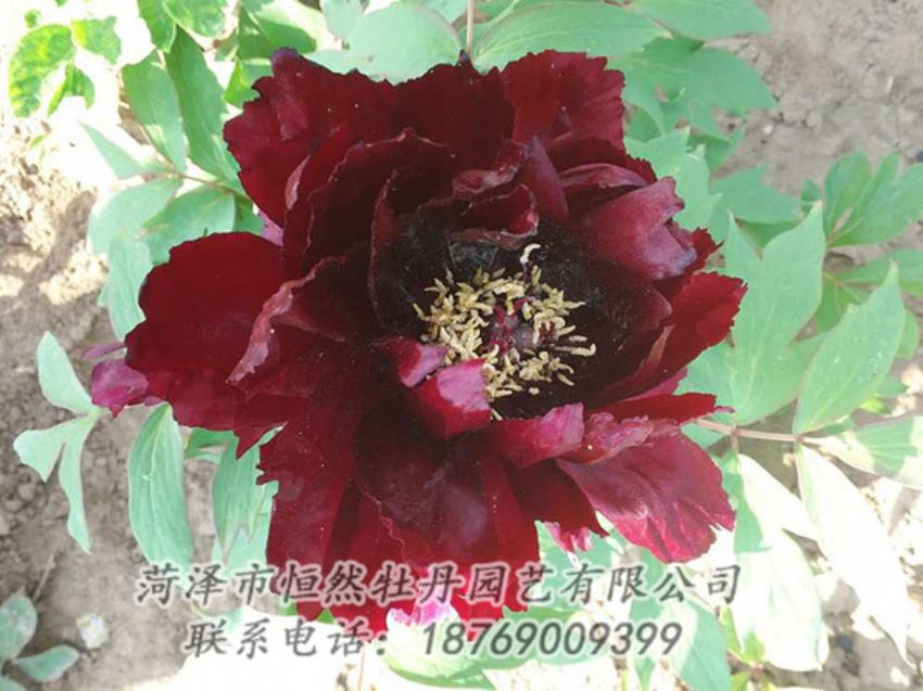 點(diǎn)擊查看詳細(xì)信息<br>標(biāo)題：黑色牡丹 閱讀次數(shù)：1902