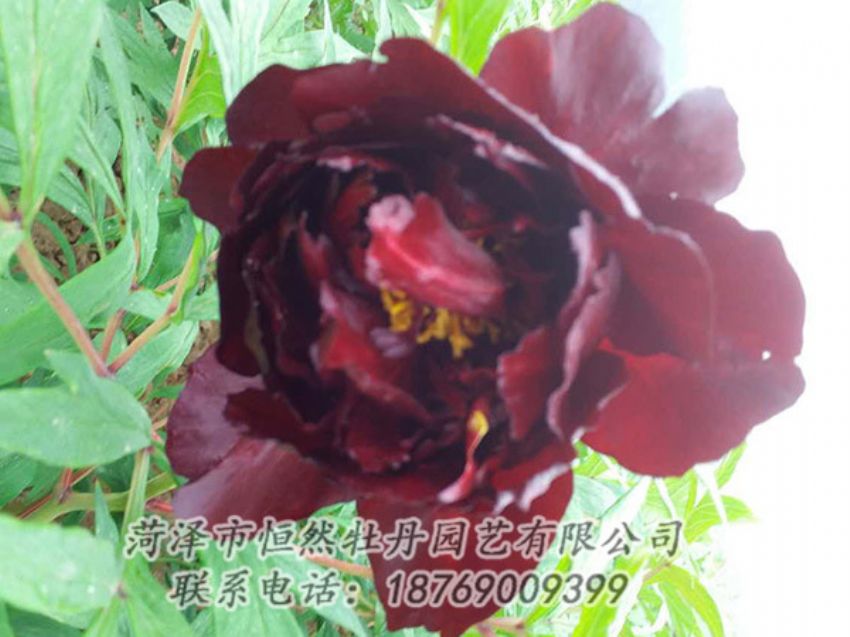 點(diǎn)擊查看詳細(xì)信息<br>標(biāo)題：黑色牡丹 閱讀次數(shù)：1186