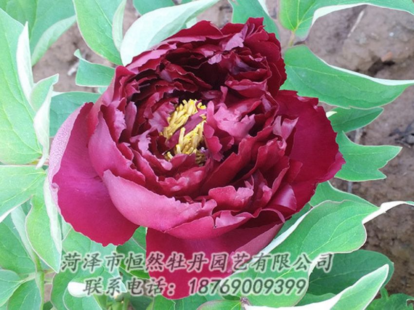 點(diǎn)擊查看詳細(xì)信息<br>標(biāo)題：黑色牡丹 閱讀次數(shù)：1192