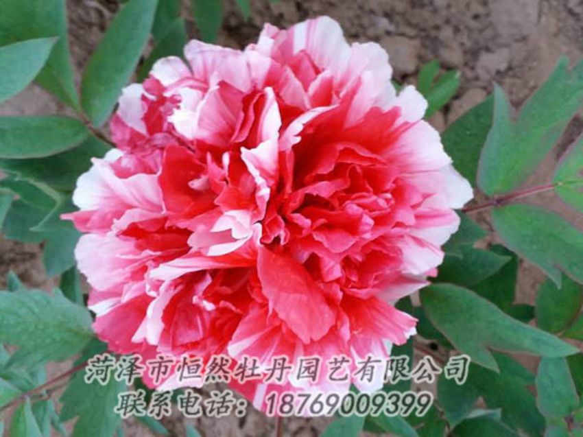 點(diǎn)擊查看詳細(xì)信息<br>標(biāo)題：復(fù)色牡丹 閱讀次數(shù)：1212